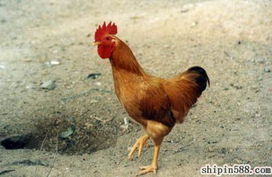 鮮活畜禽產(chǎn)品庫與水產(chǎn)養(yǎng)殖 產(chǎn)業(yè)鏈的蓬勃發(fā)展