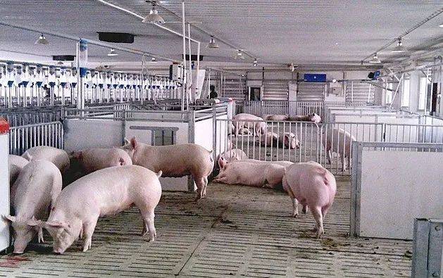 非洲豬瘟為何先感染母豬和育肥豬，再感染保育豬？