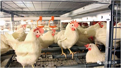 全球多地畜禽養殖業調整，糧食安全與產業鏈轉型挑戰并存