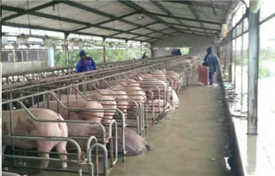 洪水無情，中糧有情——“新飼軍”與客戶攜手抗洪，共筑水產養殖防線