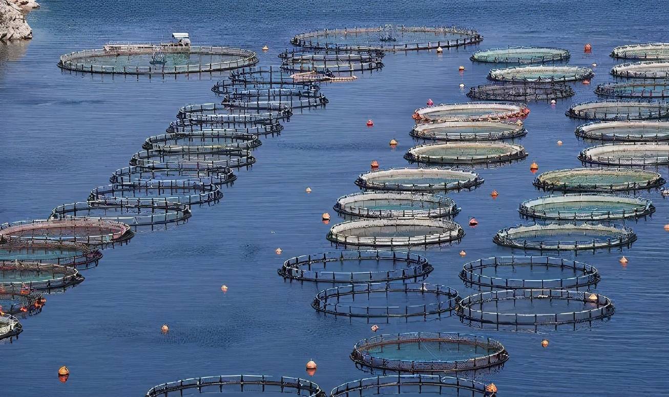 我國水產養殖業面臨的挑戰與病害防治發展趨勢