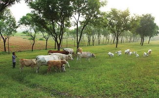 洪澇過后畜禽防疫指南 保障養殖安全與健康恢復