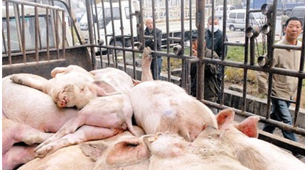 箱式密封自卸式恒溫無害化處理車 畜禽處理設備的價格解析與選購指南